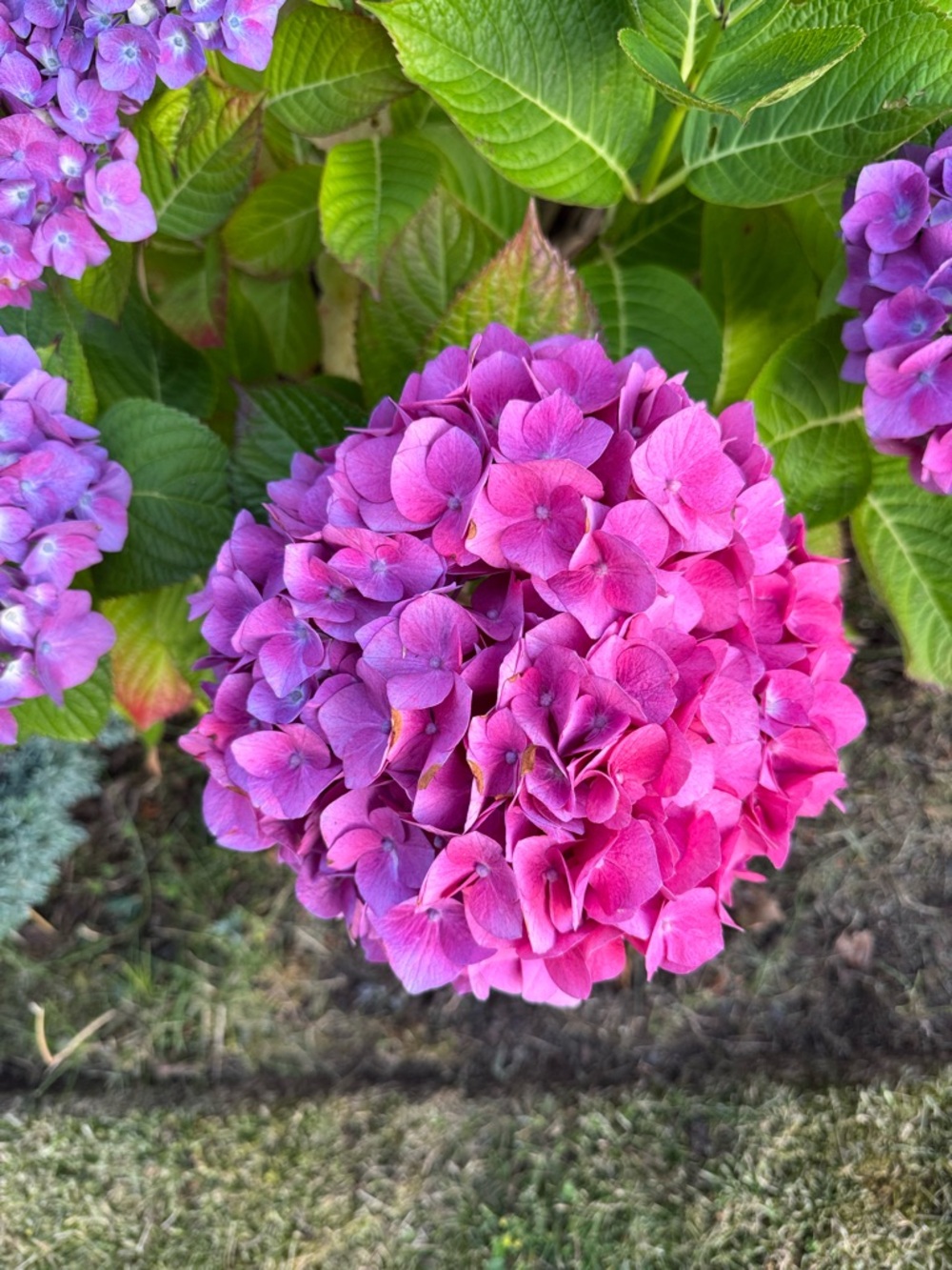 Flowers 🌺